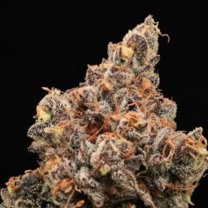 The Pandalorian Feminised Seeds - 5+2