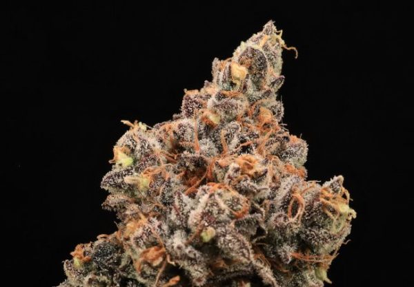 The Pandalorian Feminised Seeds - 5+2