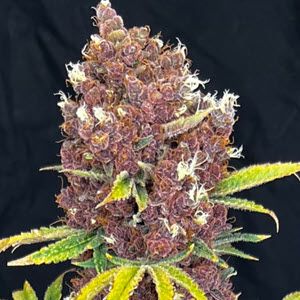 Raspberry Ripple Feminised Seeds - 6