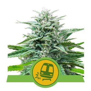 Trainwreck Auto Feminised Seeds - 10