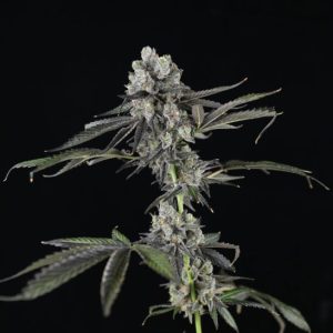 Tres Grapes Sky Auto Feminised Seeds - 5