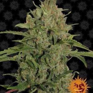 Triple Cheese Feminised Seeds - 3