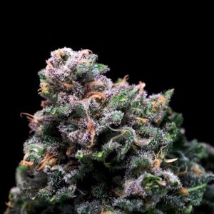Tropical Cooler Feminised Seeds - 5