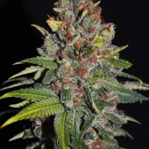 Tropical Punch Feminised Seeds - 5