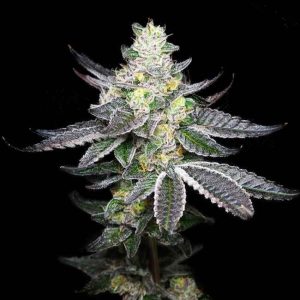 Tropicalicious Feminised Seeds - 6