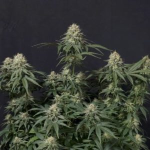 Tropicana Cookies FAST Feminised Seeds - 2
