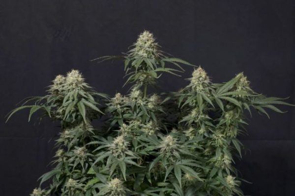 Tropicana Cookies FAST Feminised Seeds - 2