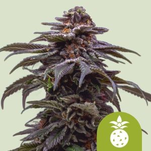 Tropicana Cookies Purple Auto Feminised Seeds - 5