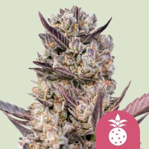 Tropicana Cookies Purple Feminised Seeds - 5