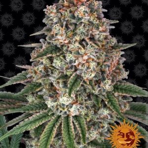 Tropicanna Banana Feminised Seeds - 10