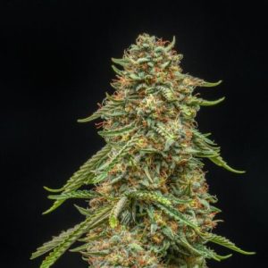 Turtle Taffy Auto Feminised Seeds - 5