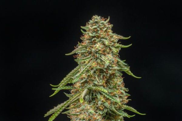Turtle Taffy Auto Feminised Seeds - 5