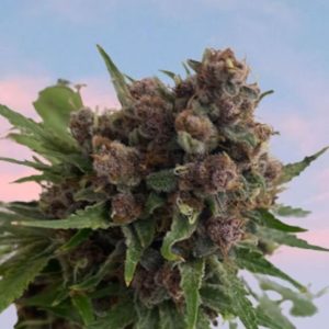 Venus Blue Feminised Seeds - 8