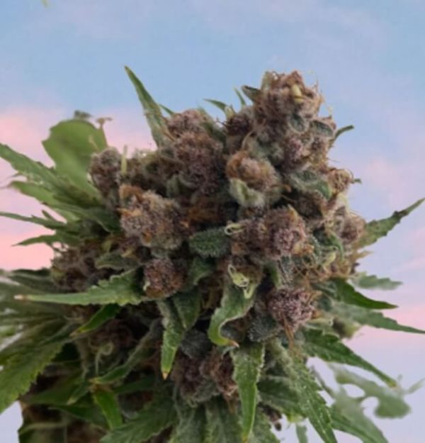 Venus Blue Feminised Seeds - 8
