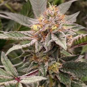 Wampa Treats Feminised Seeds - 6