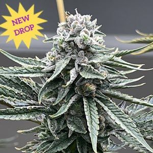 Watermelon Zaza S1 Feminised Seeds - 6