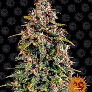 Watermelon Zkittlez Auto Feminised Seeds - 10