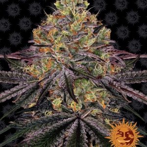 Watermelon Zkittlez Feminised Seeds - 10