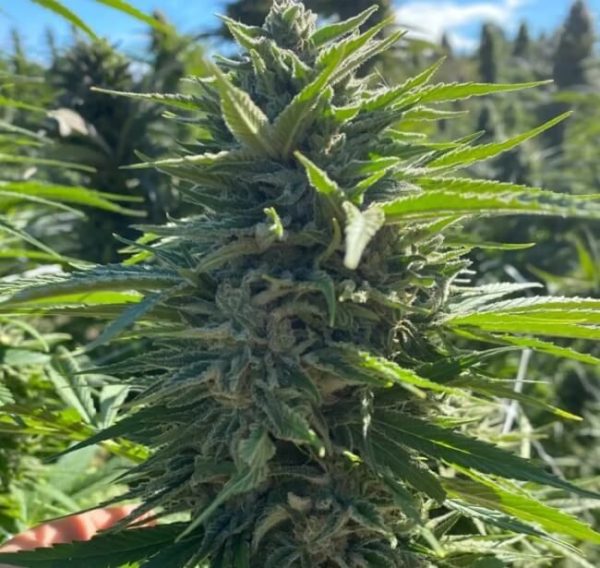 Wedding Cake Auto Feminised Seeds - 5 + 2 Pack - Atlas Seed - Image 2