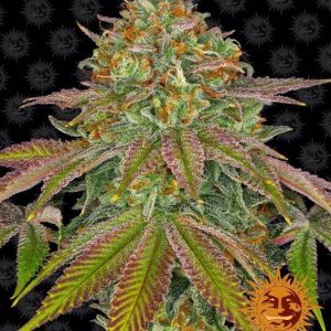 Wedding Cake Feminised Seeds - 10