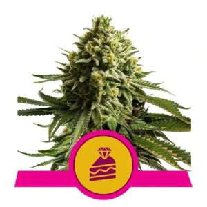Wedding Cake Feminised Seeds - 5