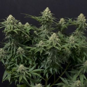 Wedding Cheesecake FAST Feminised Seeds - 2