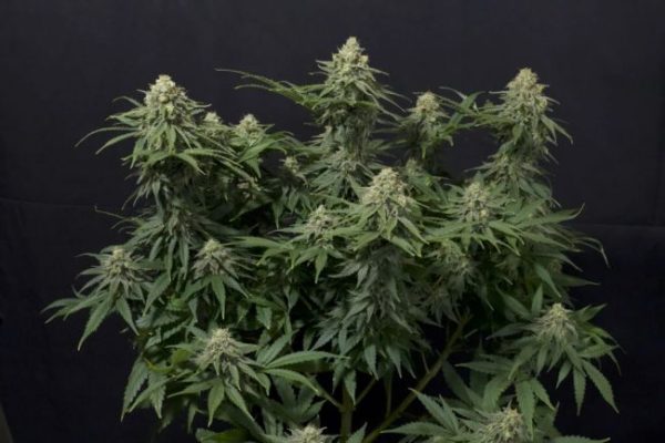 Wedding Cheesecake FAST Feminised Seeds - 2