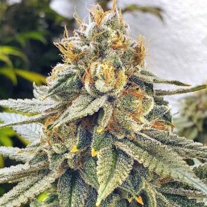White Blizzard Feminised Seeds - 6