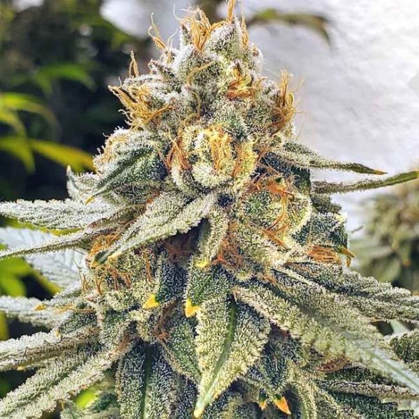 White Blizzard Feminised Seeds - 6