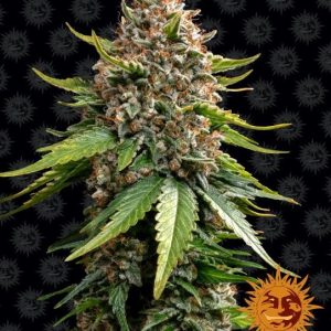White Widow XXL Auto Feminised Seeds - 1