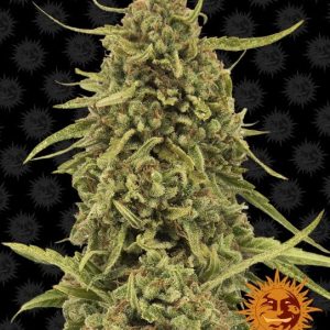 Widow Remedy Regular Seeds - 10