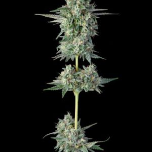 Wingsuit Feminised Seeds - 7