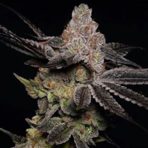 Wonka's Vineyard Feminised Seeds - 5