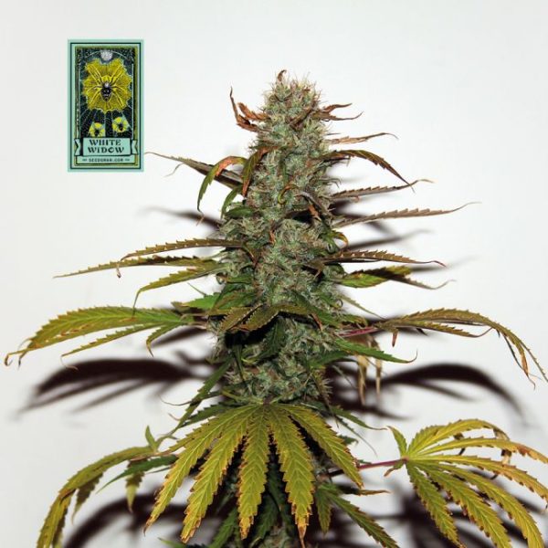 White Widow Regular Seeds - 10 Pack - Seedsman - Image 2