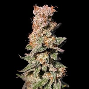 Xhale Feminised Seeds - 6
