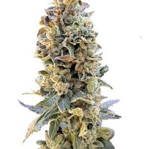 XTC OG Feminised Seeds - 6