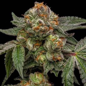 Zake Feminised Seeds - 5