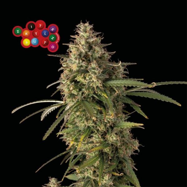 Zkittlez Auto Feminised Seeds - 3 Pack - Seedsman - Image 2