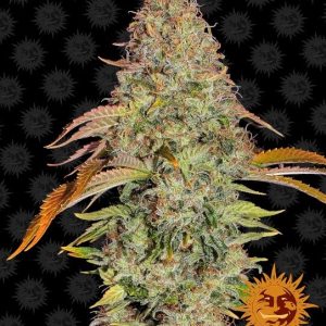Zkittlez OG Auto Feminised Seeds - 10