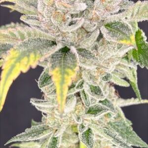 Zoap x Baja Blast Feminised Seeds - 6